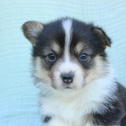 Boy 2 - Black and tan male Pembroke Welsh Corgi puppy in Williams, California from Bear Creek Corgis