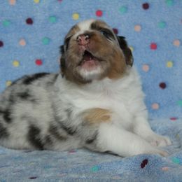 Australian Shepherd Puppies from Faith Valley Australian Shepherds