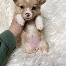 Lou jr red Merle girl - Red merle and white female American Corgi puppy in Clinton, Tennessee from High Hopes Hounds