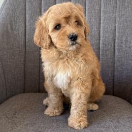 Joker - Red  male Goldendoodle puppy in Clinton, Utah from Golden Law Kennels