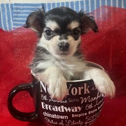 4  boy lil Timmy - Black and tan male Chihuahua puppy in Polo, Missouri from Blue Tails Farm