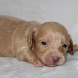 Sunny - Cream male Dachshund puppy in Powderly, Texas from Kuttin’ Up Mini Aussies