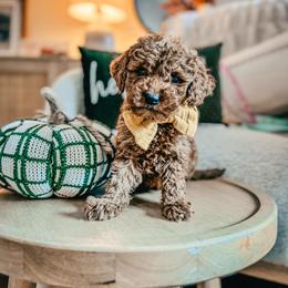 Buckeye - Red  male Goldendoodle puppy in Alamance County, North Carolina from Doodle Squad Puppies