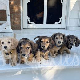 Dachshund Puppies from Swedoxies