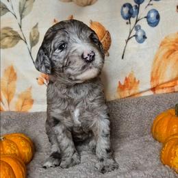 Spice - Blue merle female Sheepadoodle puppy in Austin, Texas from Darling Doodles