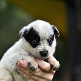-Girl 4 - Blue mottled female Australian Cattle Dog puppy in Kaufman, Texas from Emberwick Ranch