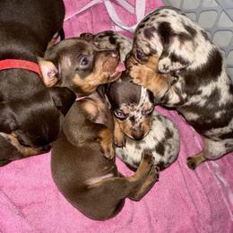 Dachshund Puppies from Remi’s Dapple Dachshunds