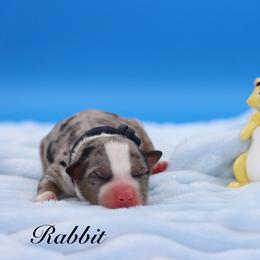 Rabbit - Blue merle male Miniature Australian Shepherd puppy in Weeki Wachee, Florida from Arlington's Mini Aussies