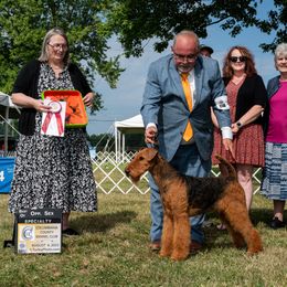 Airedale Terrier All Grown Up from Royal Aire Kennel
