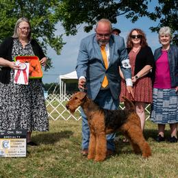 Airedale Terrier All Grown Up from Royal Aire Kennel
