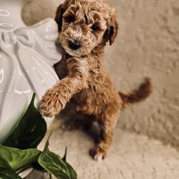 Goldendoodle and Poodle Puppies from Doodles & Poodles by Tiki