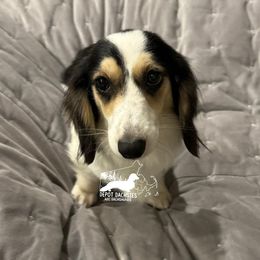 Riley - Dachshund