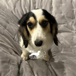 Riley - Dachshund