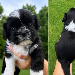 Sonny - Black and white male Shih Tzu puppy in Pennsylvania from Luxe Shih Tzu Boutique