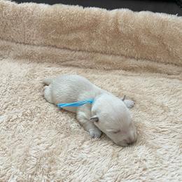 Mr. Baby Blue - Wheaten male Scottish Terrier puppy in Perris, California from CVS Giant Schnauzers