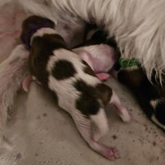 Purple Boy - White and brown Kromfohrlander puppy in Pickerington, Ohio from Cynthia  Lear