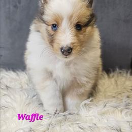 Waffle - Sable merle and white female Shetland Sheepdog puppy in Leesburg, Ohio from Fawn Lane Shetland Sheepdogs
