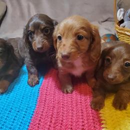 Dachshund, Golden Retriever, and Poodle Puppies from Paragon Puppies