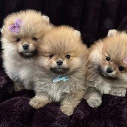 Pomeranian puppies from Lori’s Precious Poms