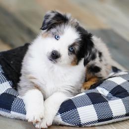 Australian Shepherd Puppies from Beaver Dam Mini Aussies