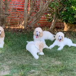 Poodle Puppies from Acqua Standard Poodles