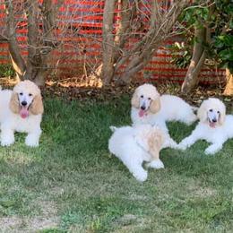 Poodle Puppies from Acqua Standard Poodles