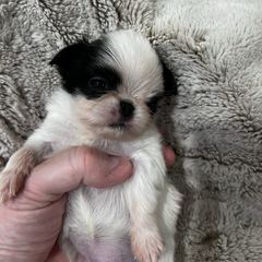 Boy 1 - Black and white male Japanese Chin puppy in Little Rock, Arkansas from Montra Japanese Chin & Cavalier King Charles Spaniels