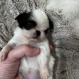 Boy 1 - Black and white male Japanese Chin puppy in Little Rock, Arkansas from Montra Japanese Chin & Cavalier King Charles Spaniels