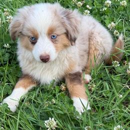 Eleanor (tail) - Red merle female Toy Australian Shepherd puppy in College Station, Texas from South Paw Toy Aussies