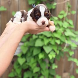 Theo - Tri-color male Bernedoodle puppy in Charleston, South Carolina from Palm Belle Doodles