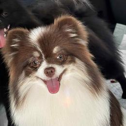 Autumn - Pomeranian