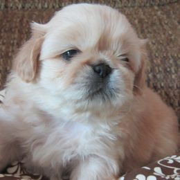 Boy 3 - Red sable male Pekingese puppy in Birdseye, Indiana from Poochie's Pekes