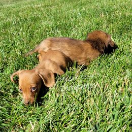 Dachshund Puppies from Mission Creek Dachshunds