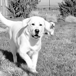 Labrador Retriever Puppies from ROCK CREEK LABRADORS
