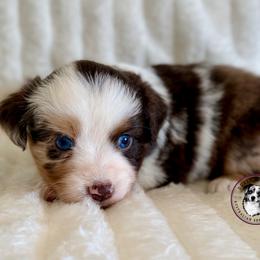 Page - Red merle female Toy Australian Shepherd puppy in East Berlin, Pennsylvania from Dusty Spring Australian Shepherds, LLC