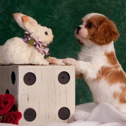 Cavalier King Charles Spaniels from Sheeba