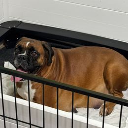 Tessa - Fawn female Boxer puppy in Ekron, Kentucky from Best Friends Euro Boxers and French Bulldogs
