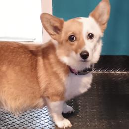 American Corgis, Australian Cattle Dogs, Cardigan Welsh Corgis, and Pembroke Welsh Corgis from Moonlit Ranch