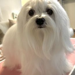 Maltese All Grown Up from MiaMiaMaltese Colorado