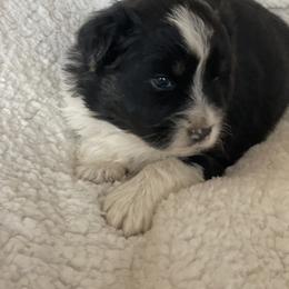 Miniature Australian Shepherd and Shih Tzu Puppies from J&R Aussies