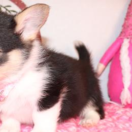 Girl 3 - Pembroke Welsh Corgi puppy in Missouri from Cooler Farms Corgis