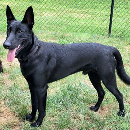 Merlin - Black brindle male Dutch Shepherd puppy in Carmel, Indiana from Legacy Dutch Shepherds