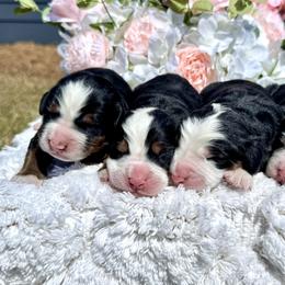 Girl 1 - Black rust and white female Bernese Mountain Dog puppy in Broxton, Georgia from Faith’s Bernese