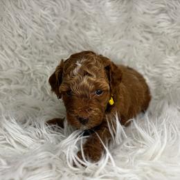 Spanky - Apricot male Poodle puppy in Hawthorne, Florida from Loblolly Ranch