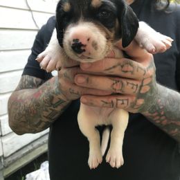Beagle Puppies from C.R.P. Kennels