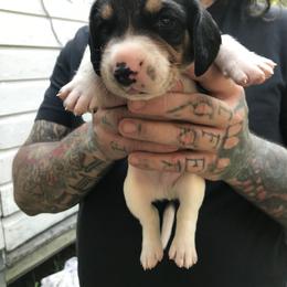 Beagle Puppies from C.R.P. Kennels