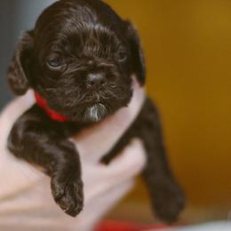 Mochi - Brown female Cocker Spaniel puppy in Fresno, California from Carvajal Cockers