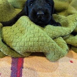 Elaina - Black female Giant Schnauzer puppy in Noblesville, Indiana from Stratton House Kennels