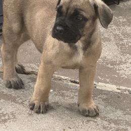 Cane Corso Puppies from Brandy’s Corso’s
