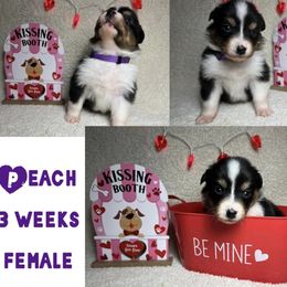 Australian Shepherd Puppies from Kayla's Aussies